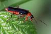 Cantharis pellucida